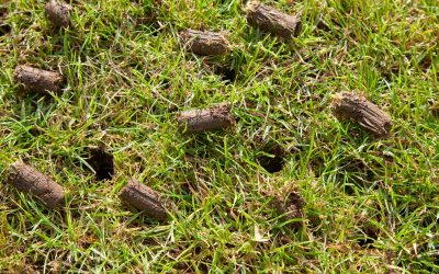 Lawn Aeration – Free Estimates Lawn Aeration - Free Estimates