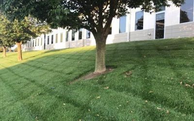 Lawn Care Free Estimates