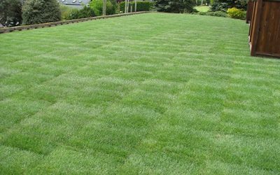 Sod Installation - Free Estimates