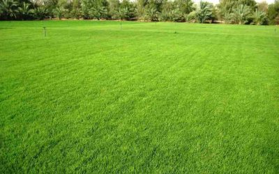 Lawn Maintenance - Free Estimates