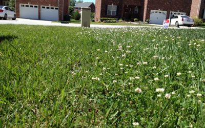 Weed Control Free Estimates